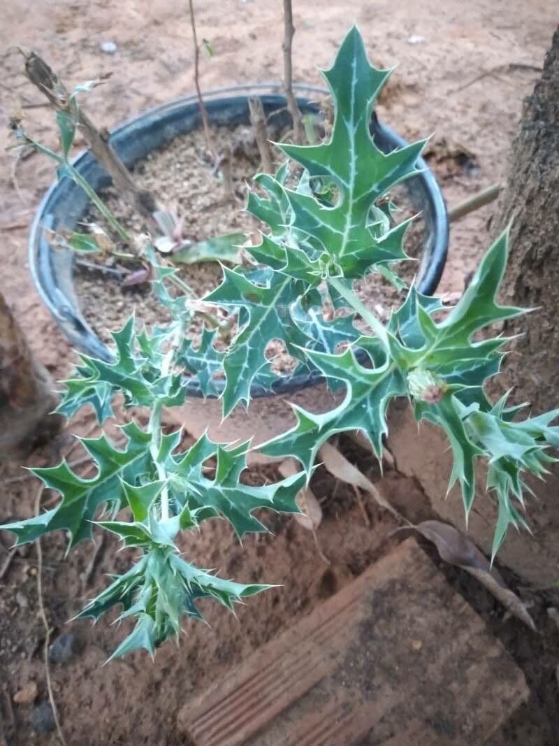 Argemone mexická 13