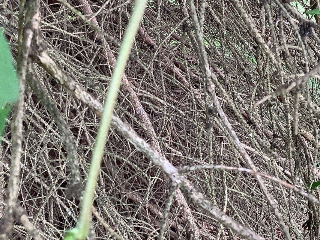 Euonymus 22