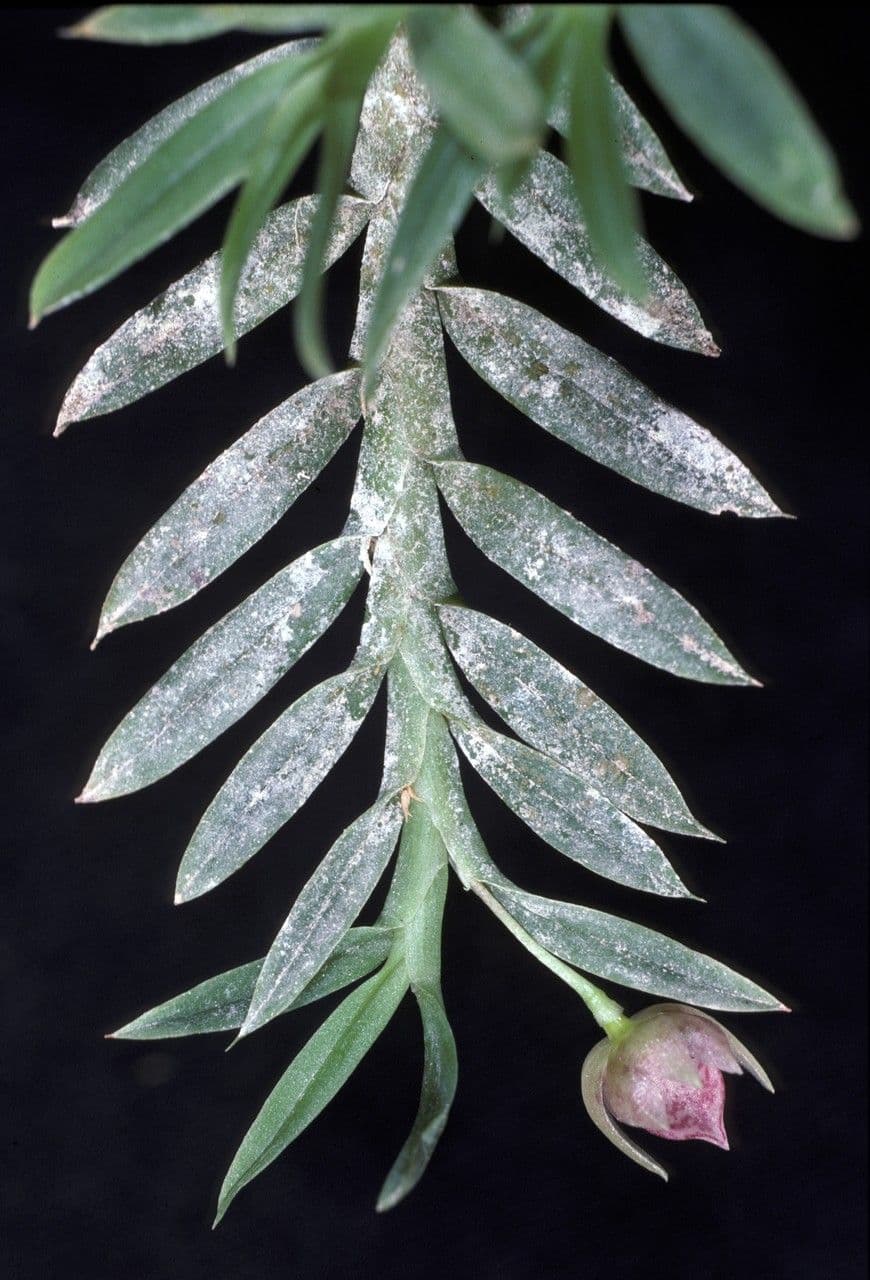 Dichaea