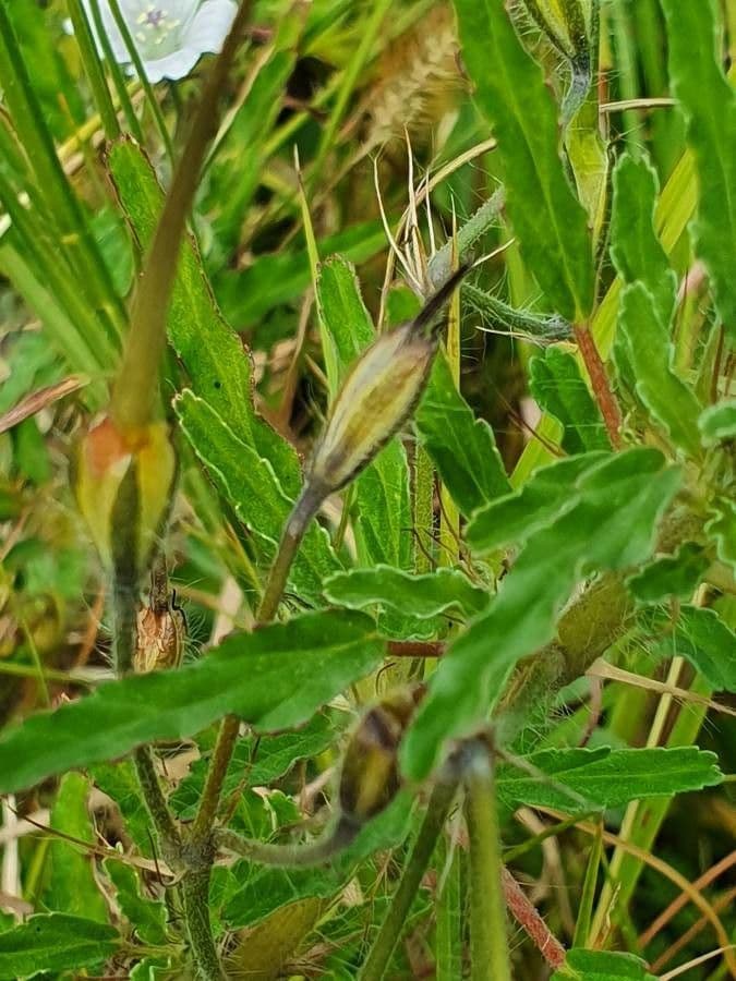 Schmalblättrige Monsonia 3