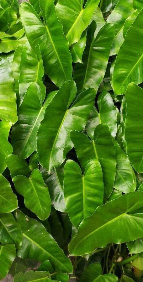 Filodendron Burle-Marxa 8
