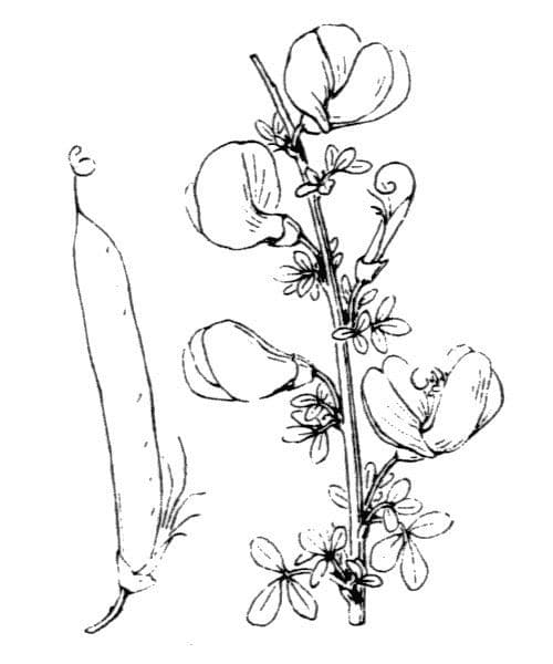 Geißklee 27