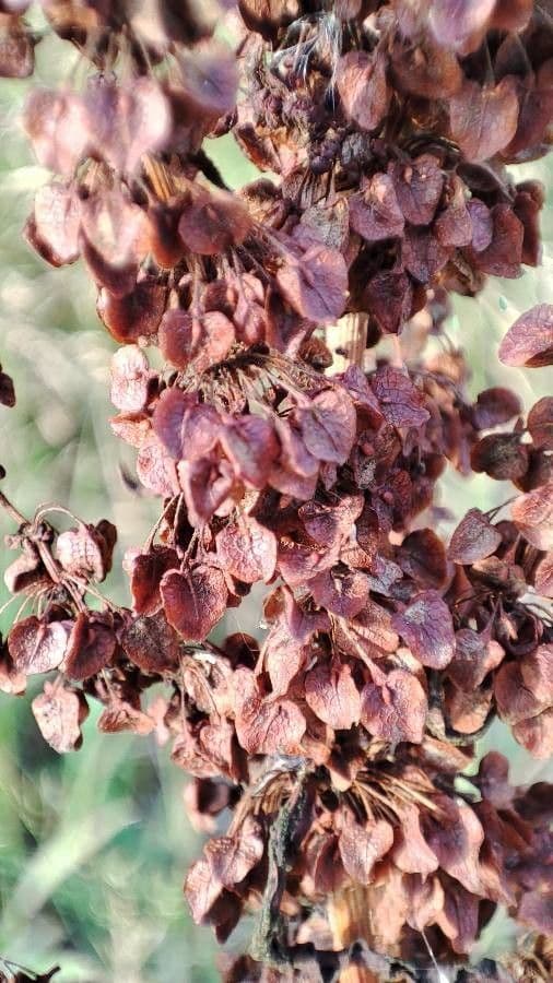 Rumex pseudonatronatus