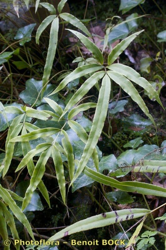 Pteris di Creta 21