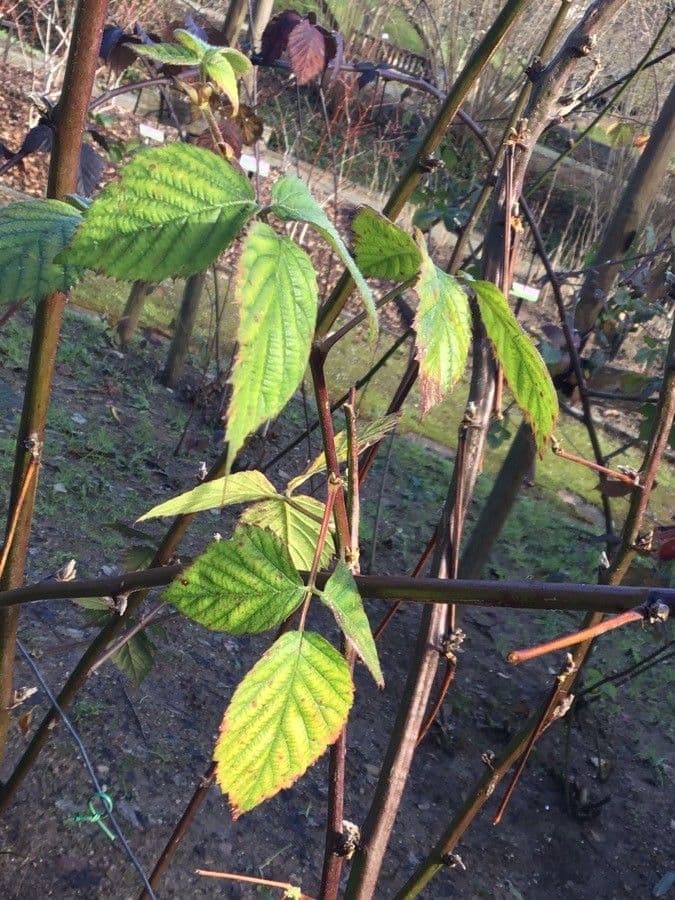 Loganbeere 6