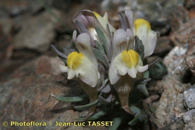 Linaria glaciale 3