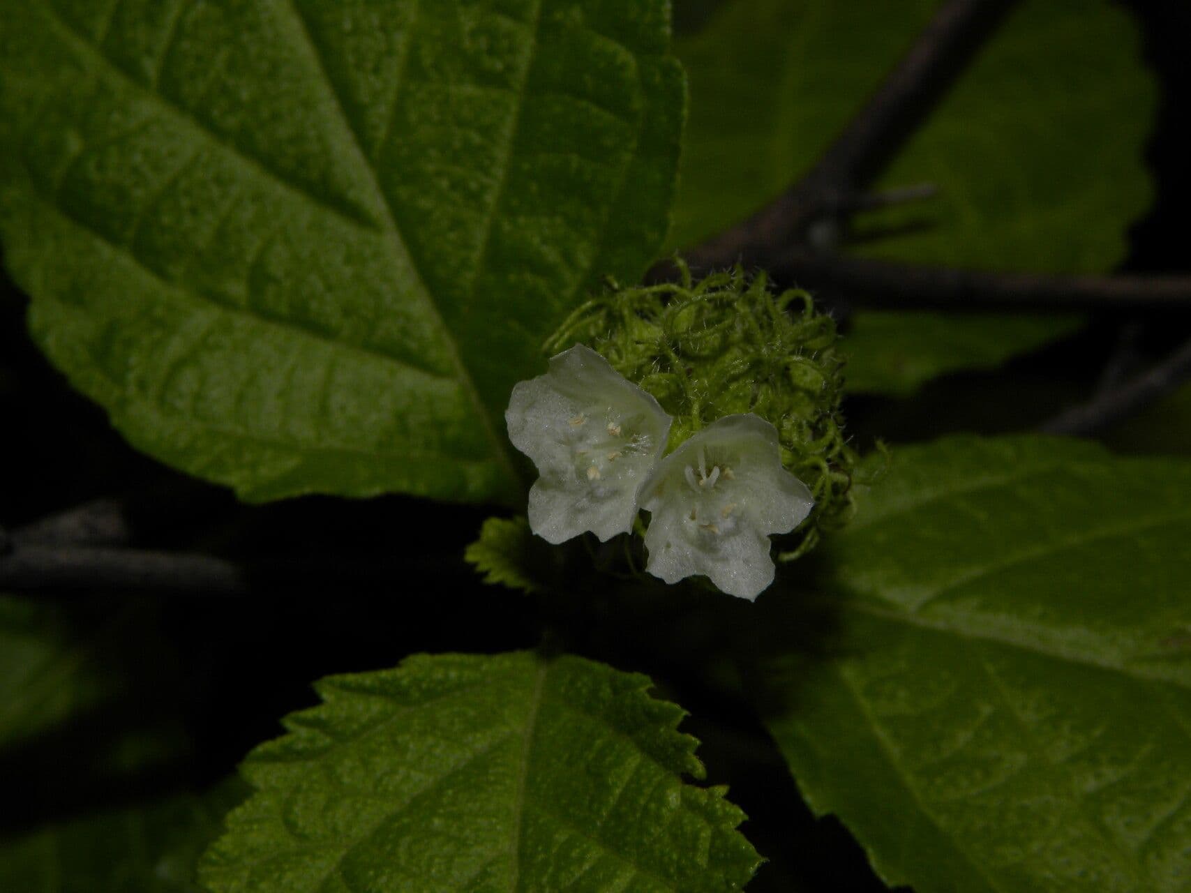 Varronia