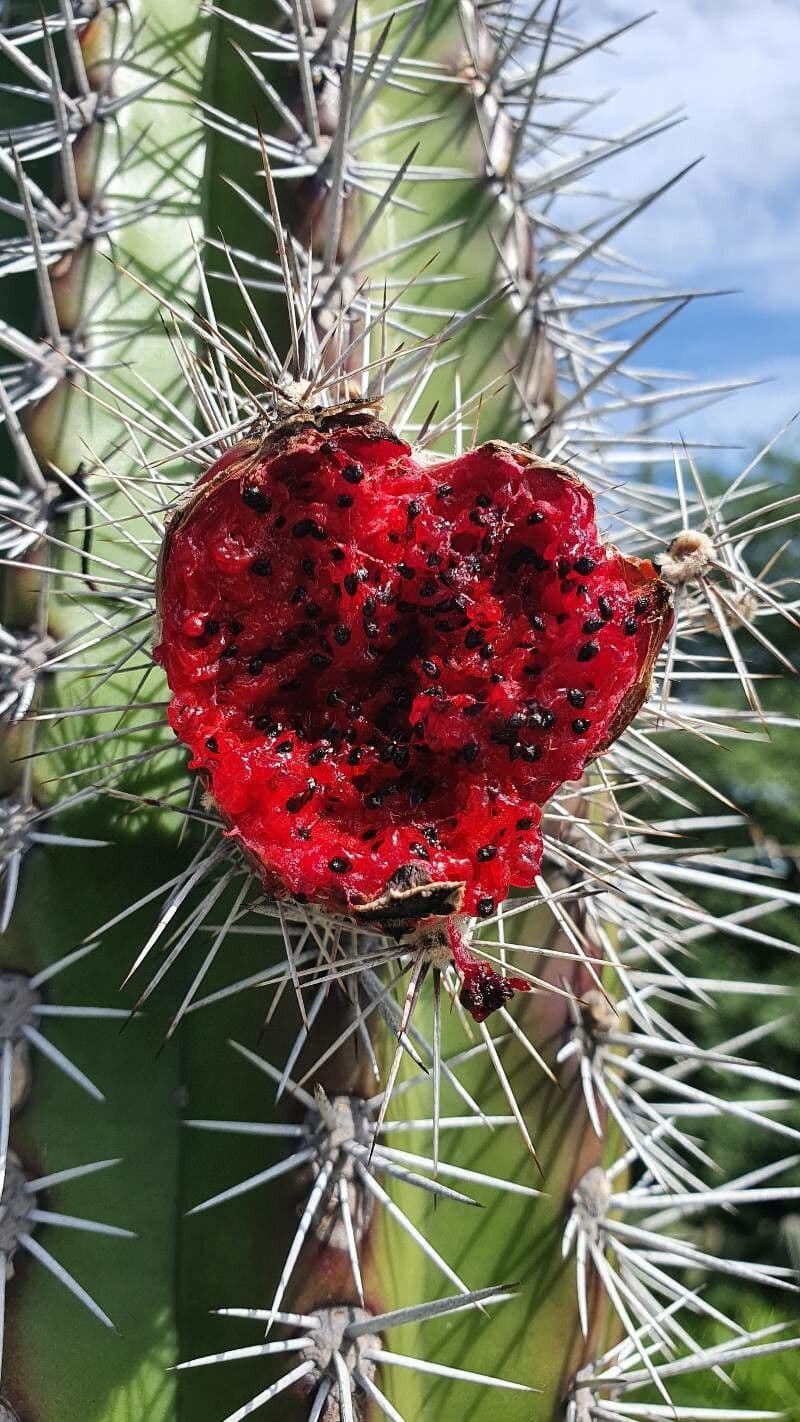 Cleistocactus