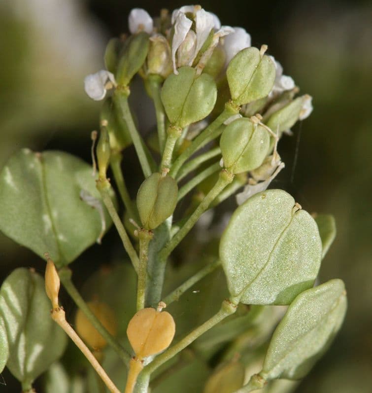 Lepidium fremontii 5