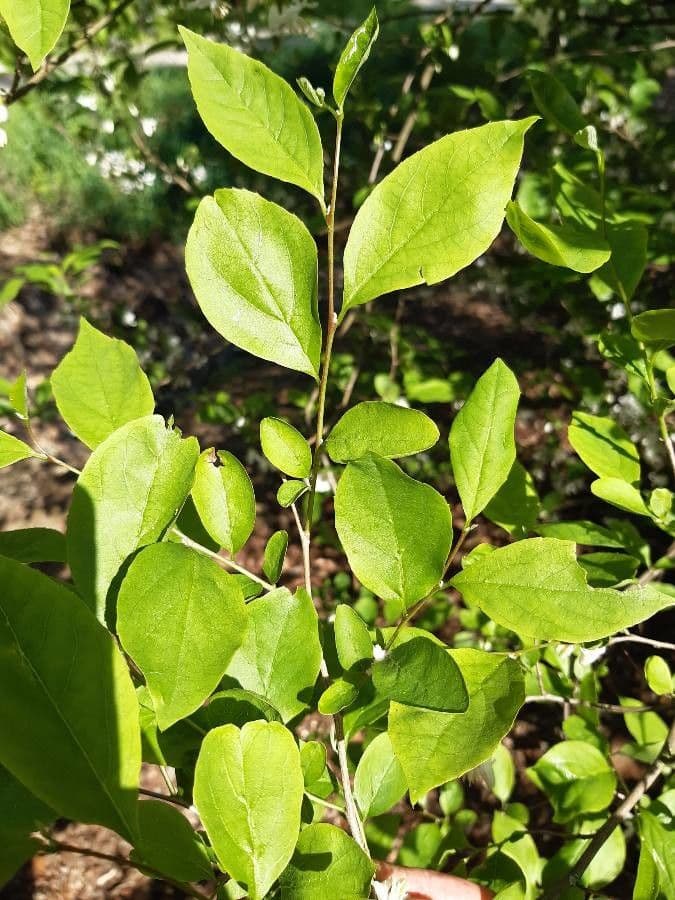 Styrax americký 10