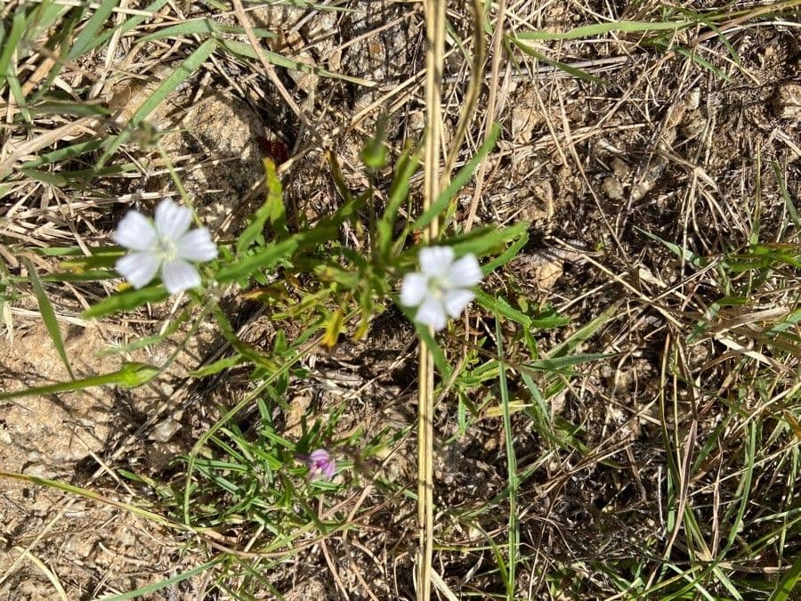 Schmalblättrige Monsonia 7