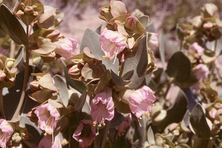 Mirabilis alata 7