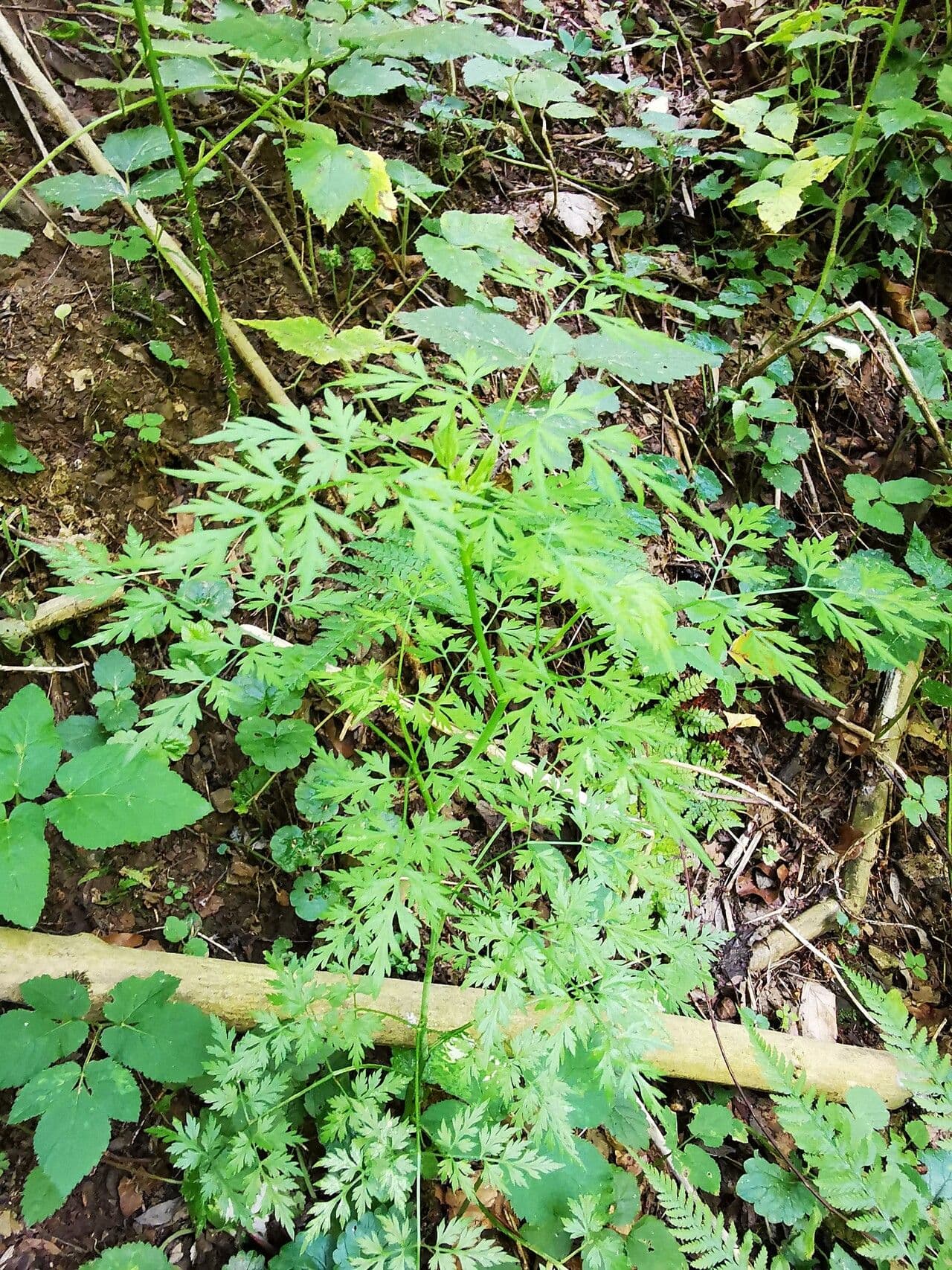 Physospermum della Cornovaglia 12