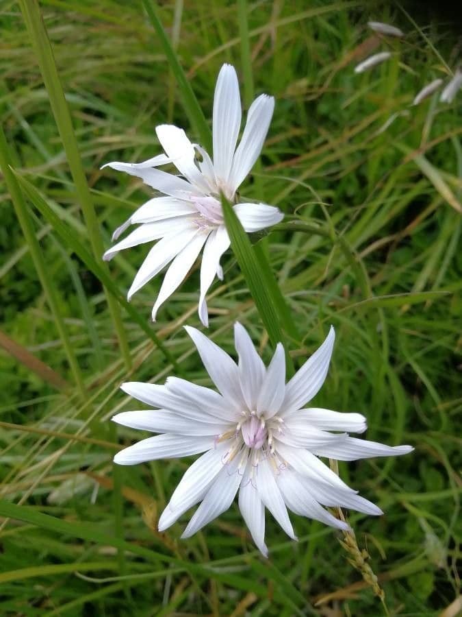 Podospermum 7