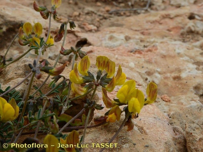 Hippocrepis 6