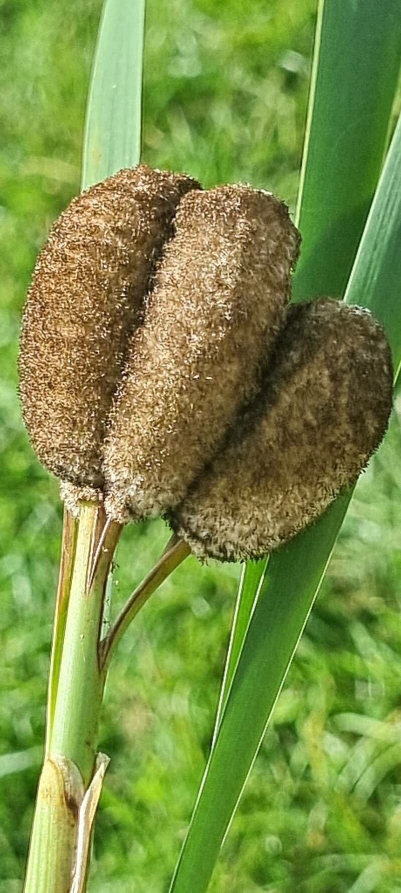 Typha shuttleworthii 3