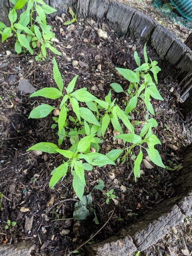 Parietaria pensilvanica 15