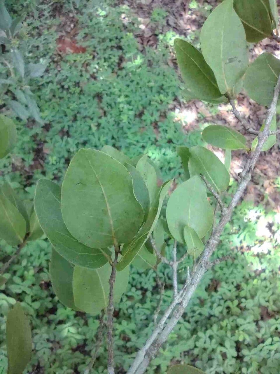 Eugenia 6