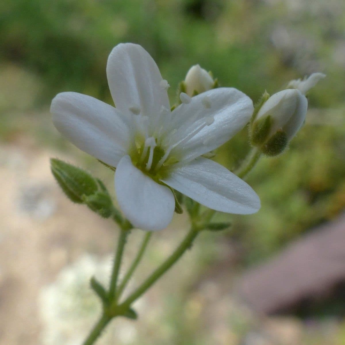 Pesnik 2