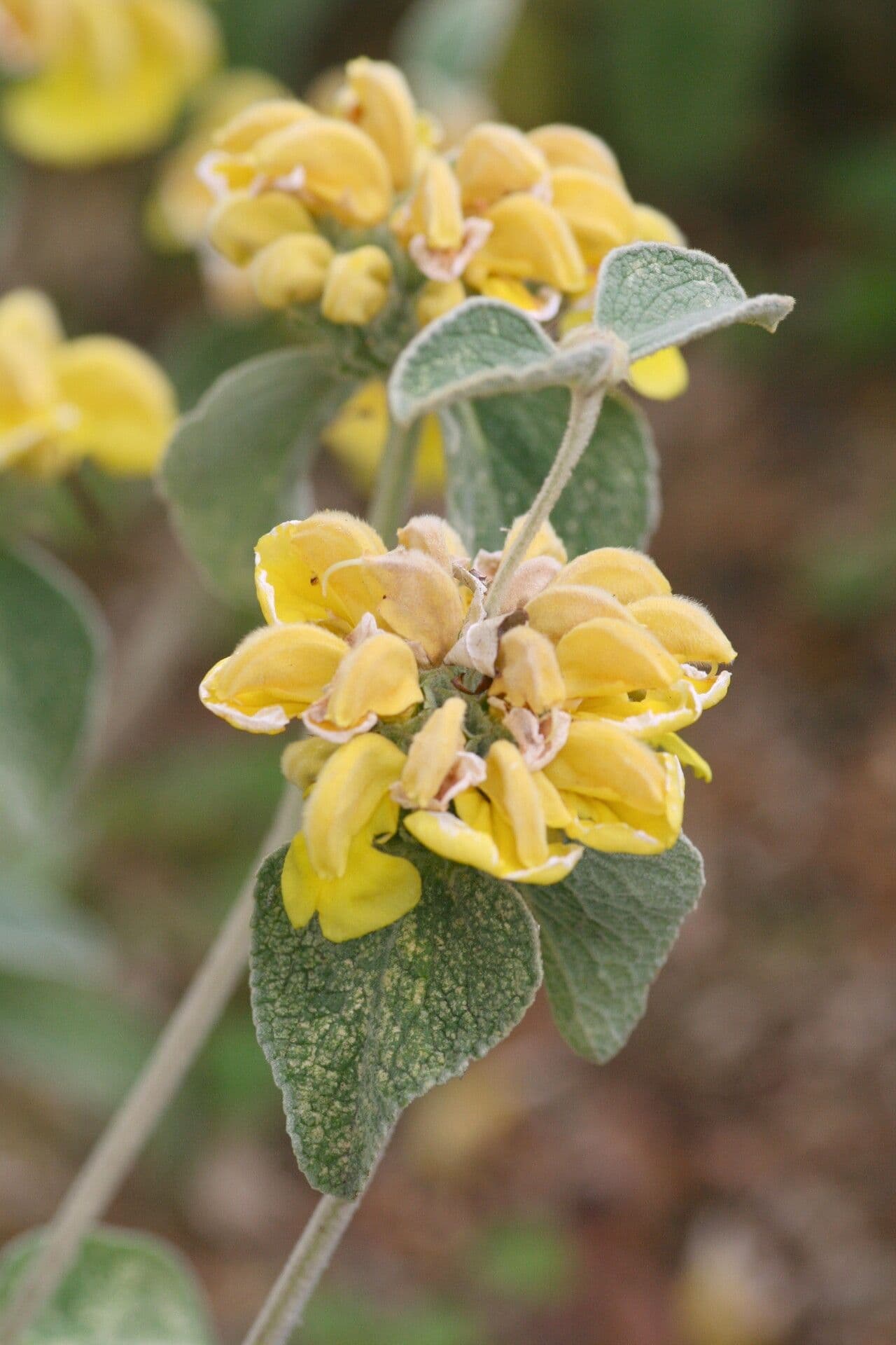 Phlomis 2