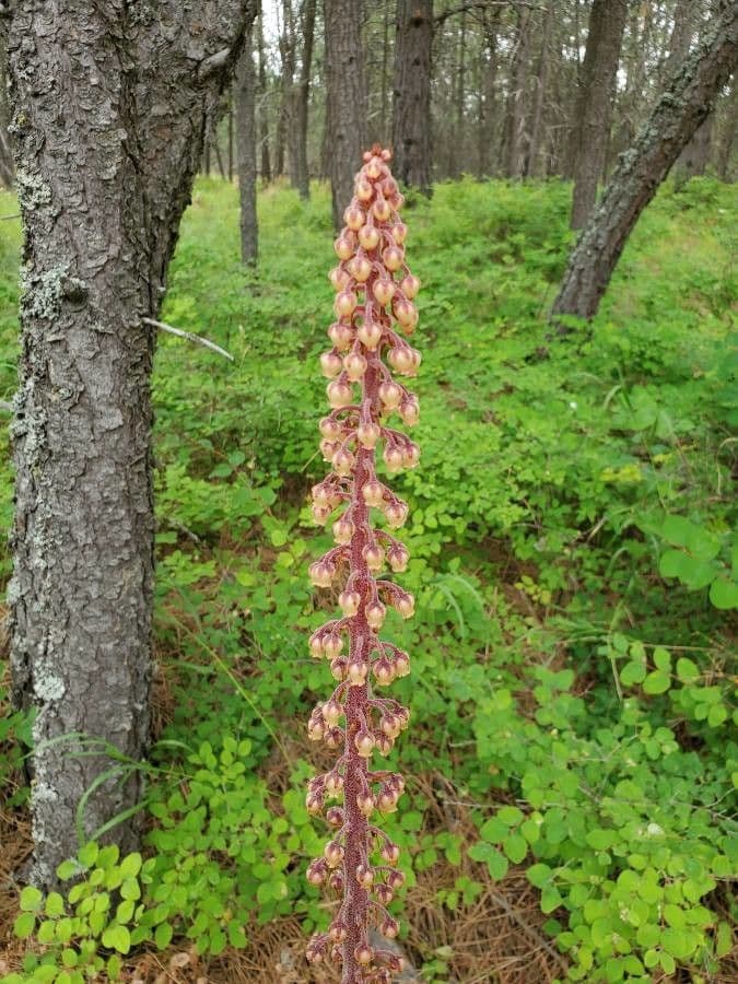 Pterospora andromedea 15