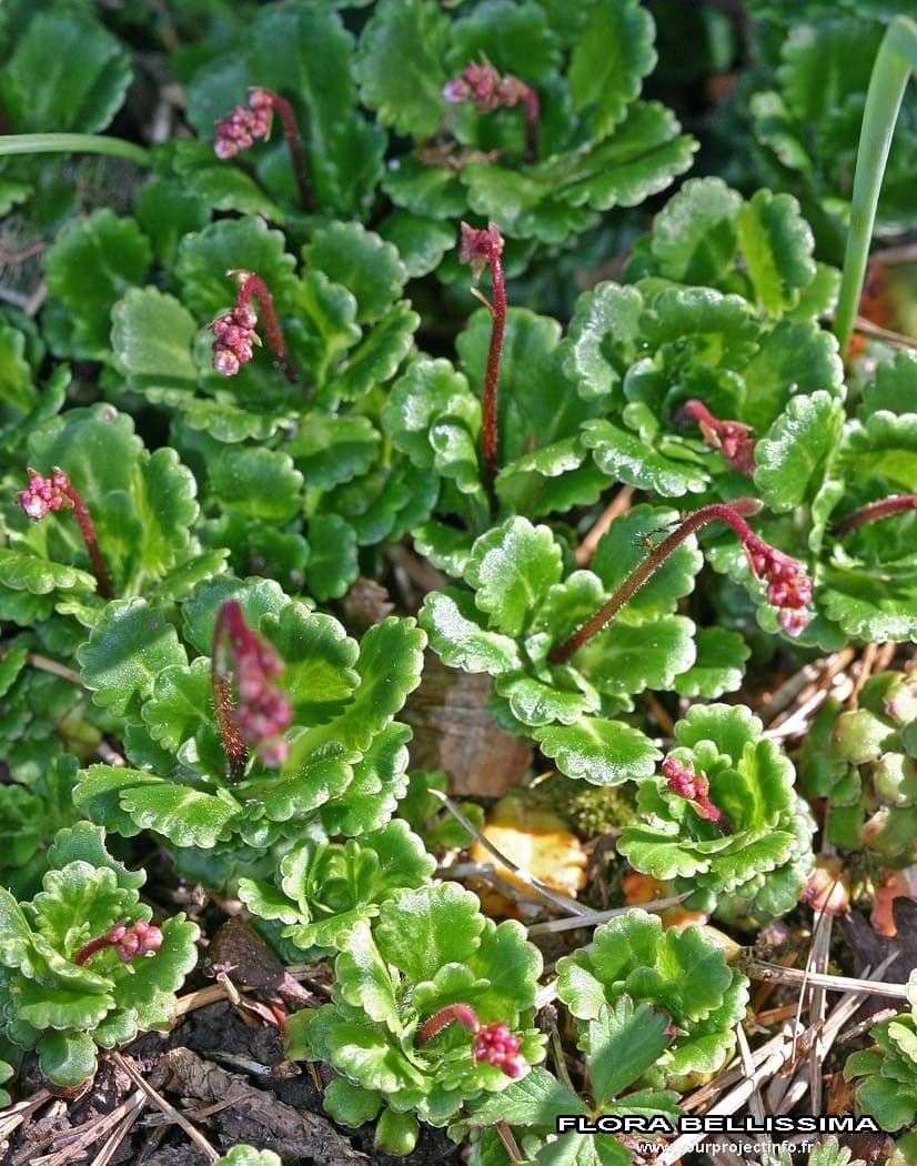 Steinbrech 22