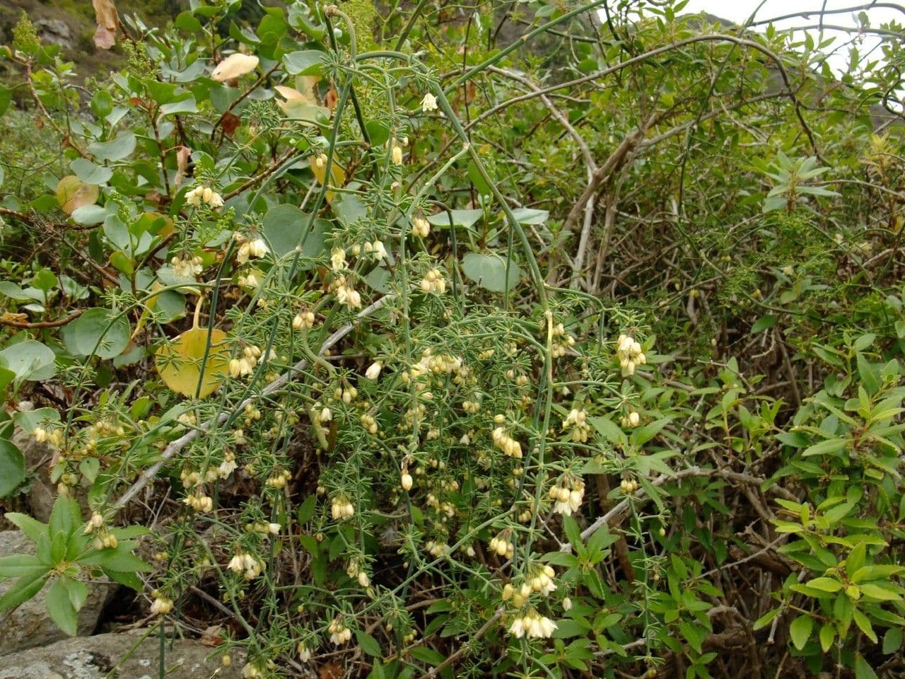 Doldiger Spargel 12