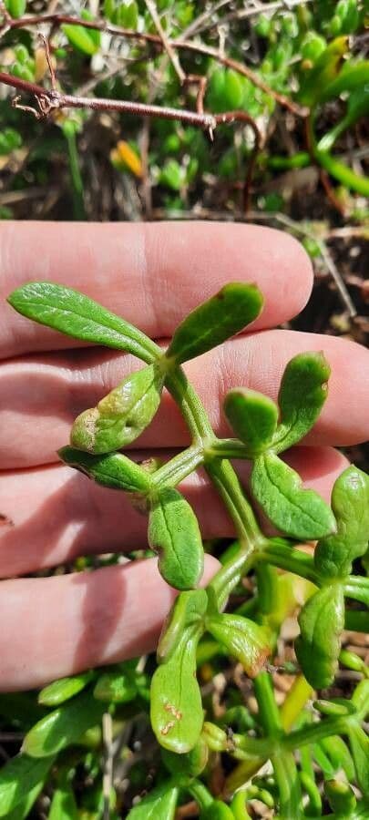 Prostrate marshwort 8