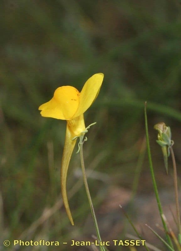 Linaria 4