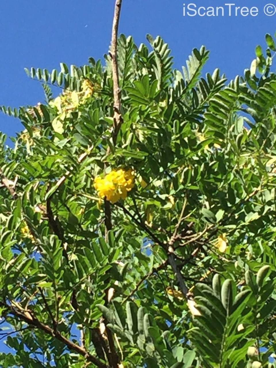 Calpurnia aurea 7
