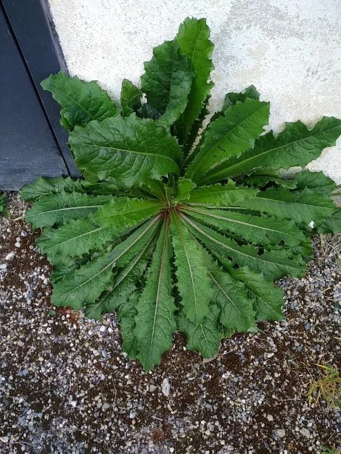 Lechuga amarga 14