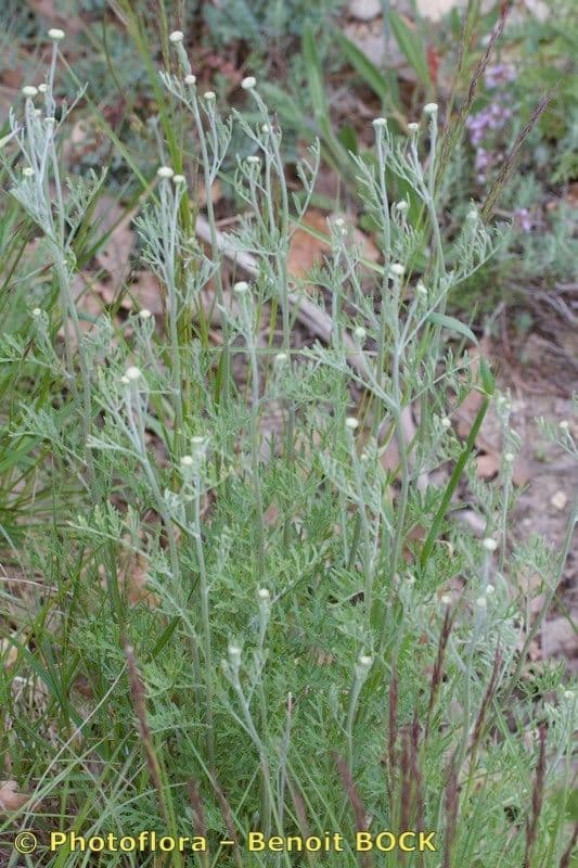 Vrabolček dalmatínsky 9