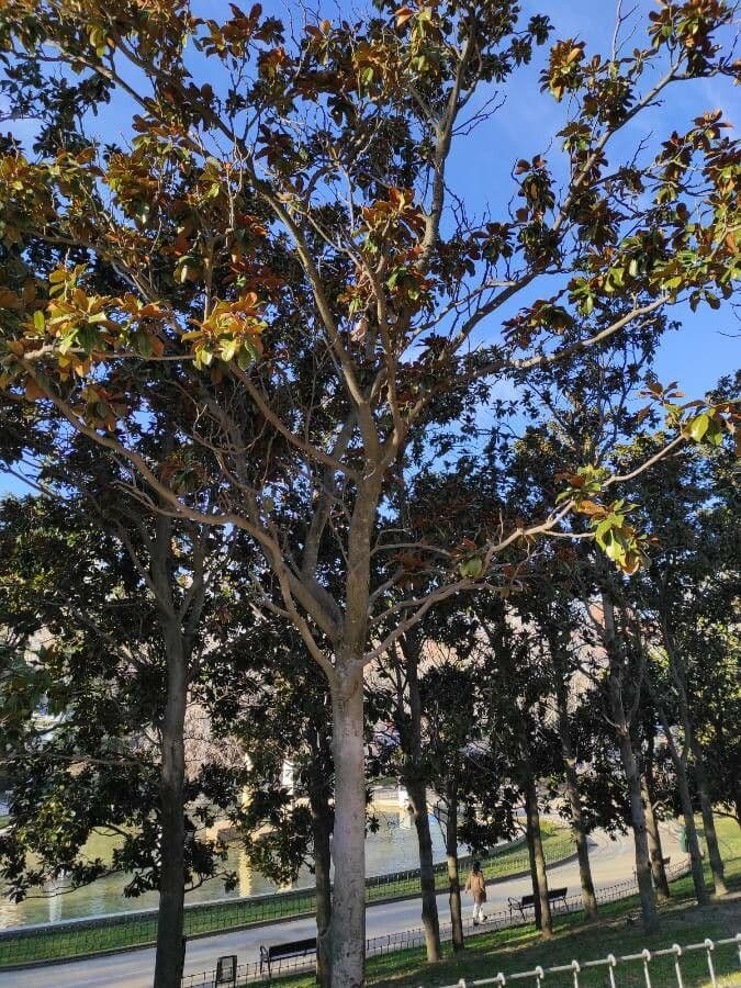 Magnolia grandiflora 27