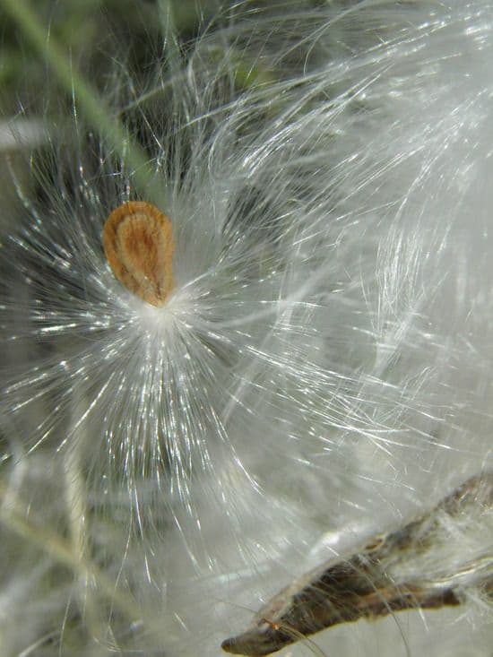 Asclepias asperula 5