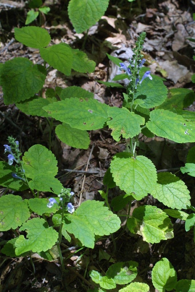 Scutellaria ovata 7