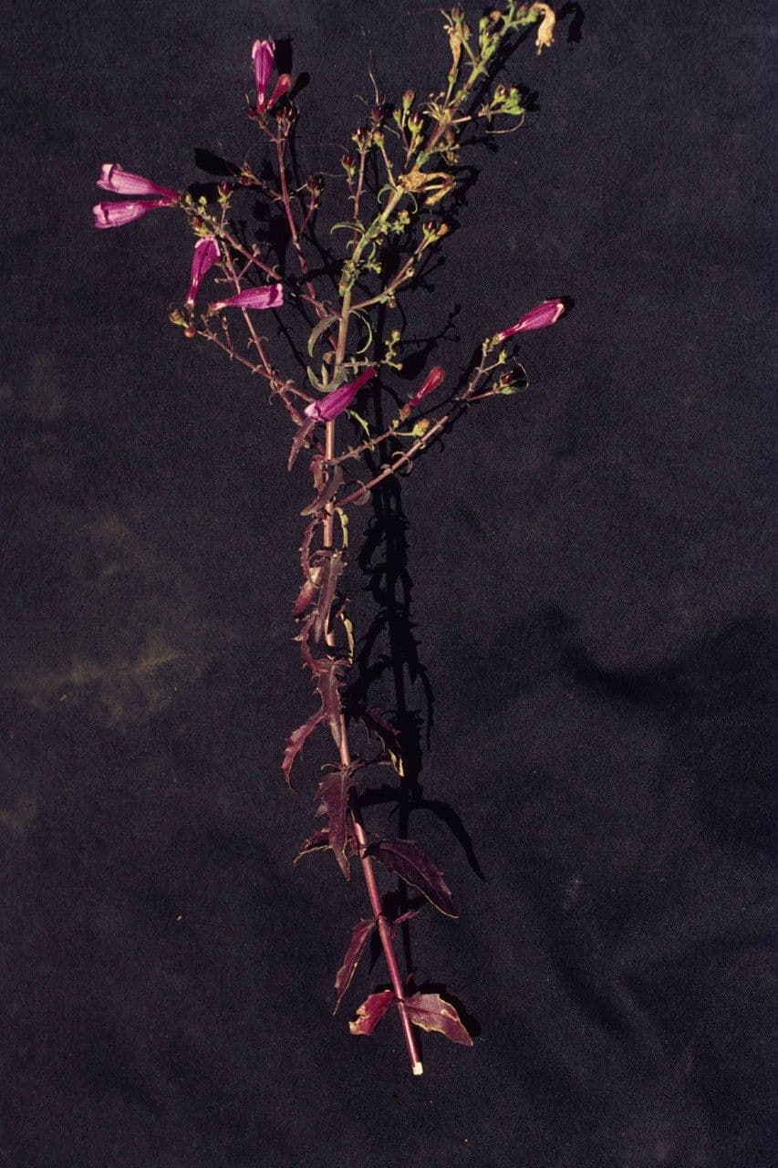 Richardsons Bartblume 5