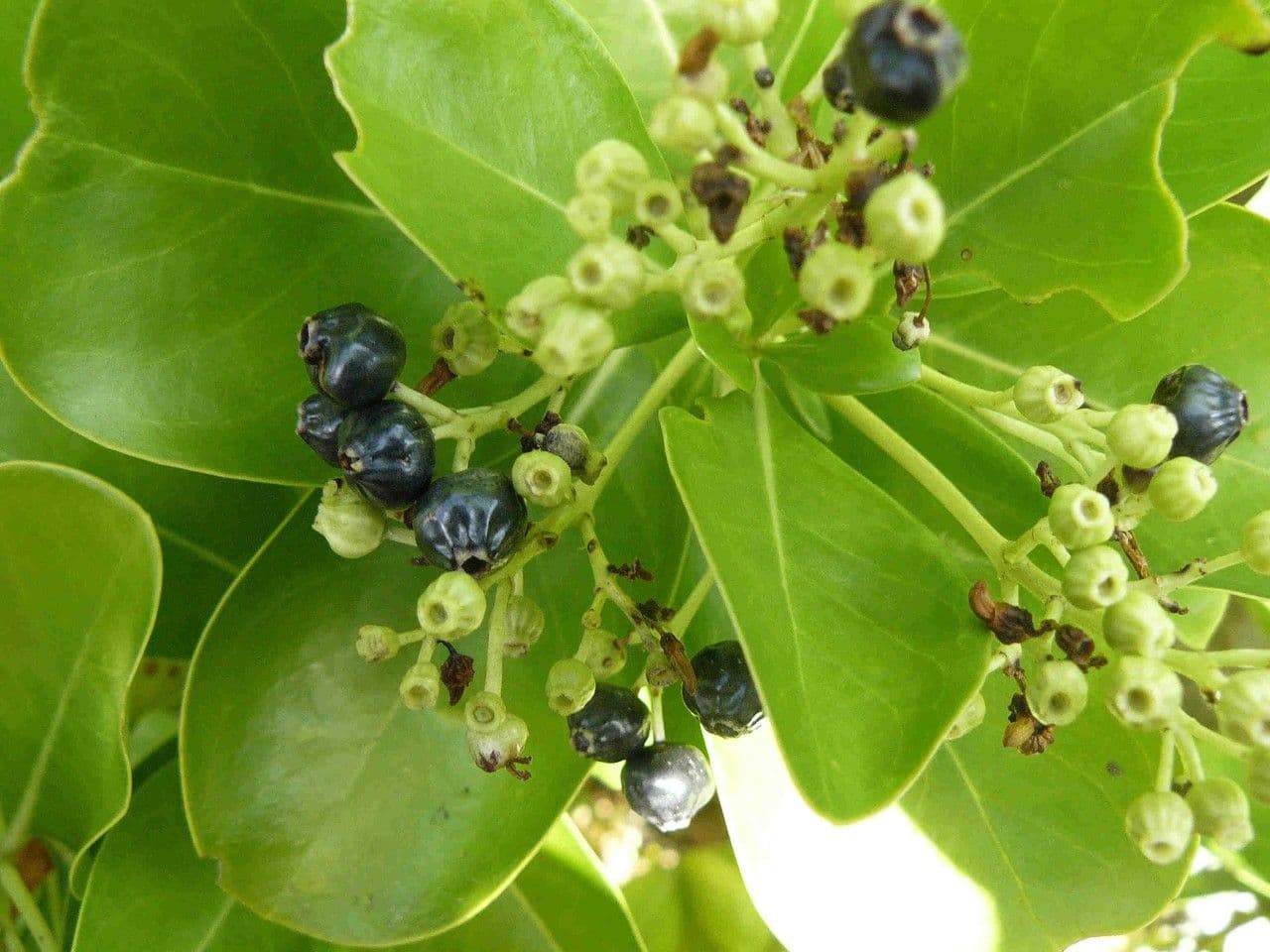 Erithalis fruticosa 3