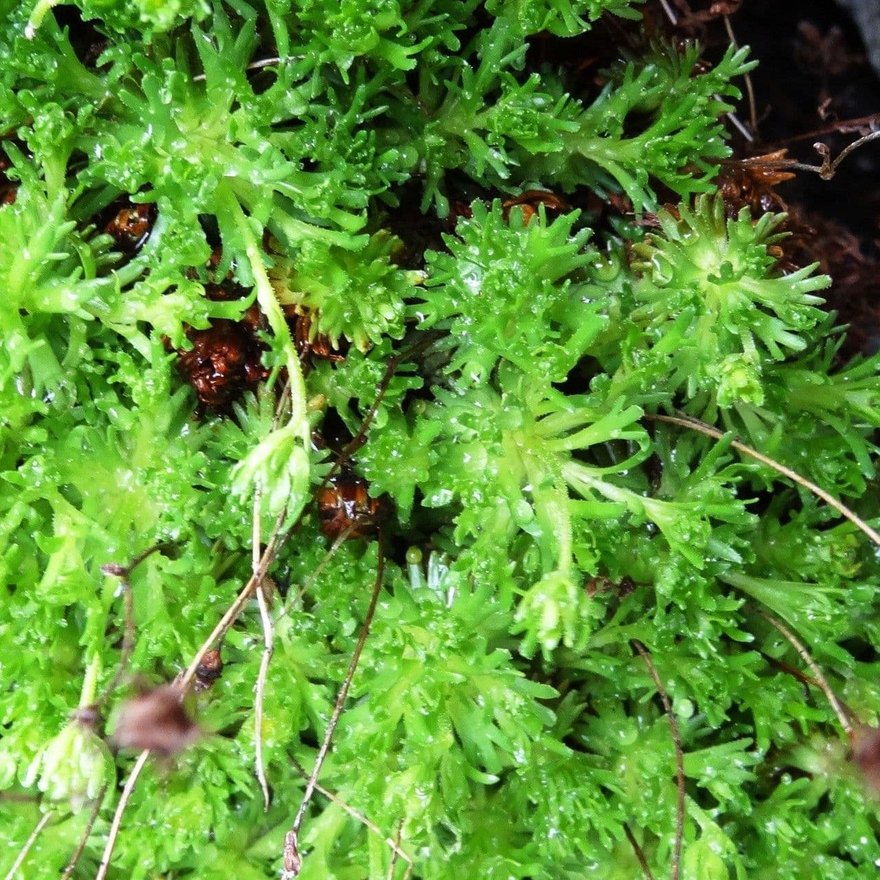 Verschlungene Steinbrech 7