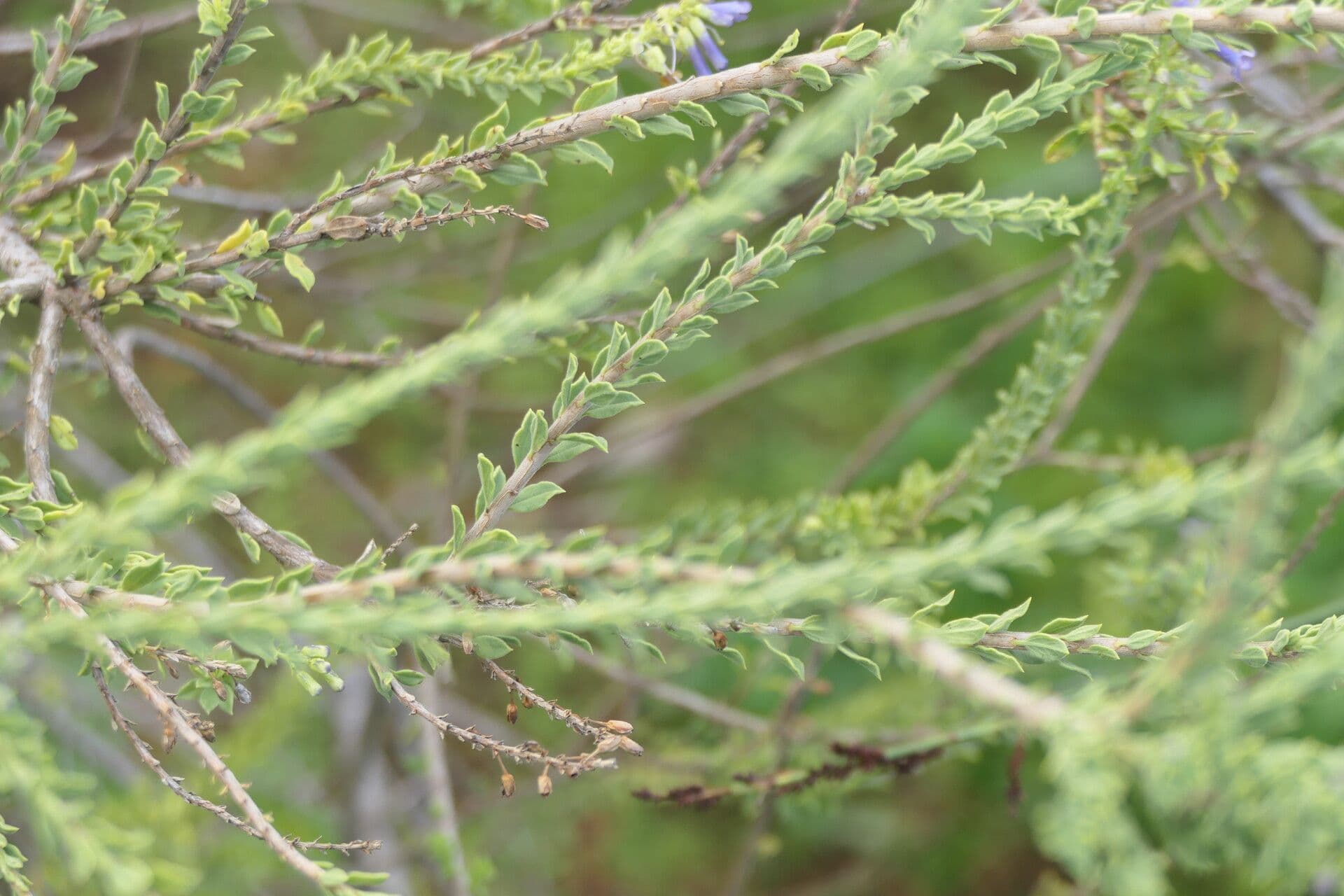 Freylinia 3