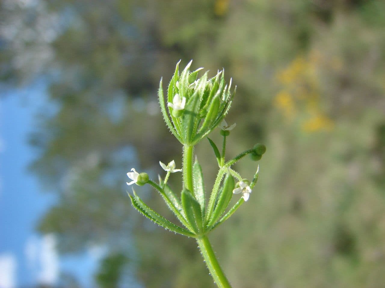 Corn-cleavers 29