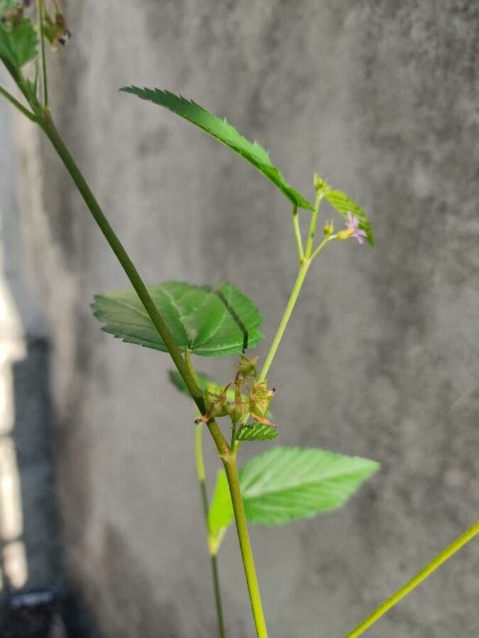 Pyramidenblume