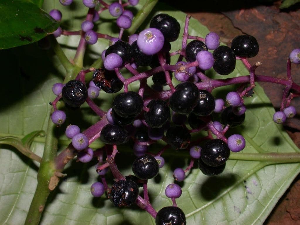 Miconia 2