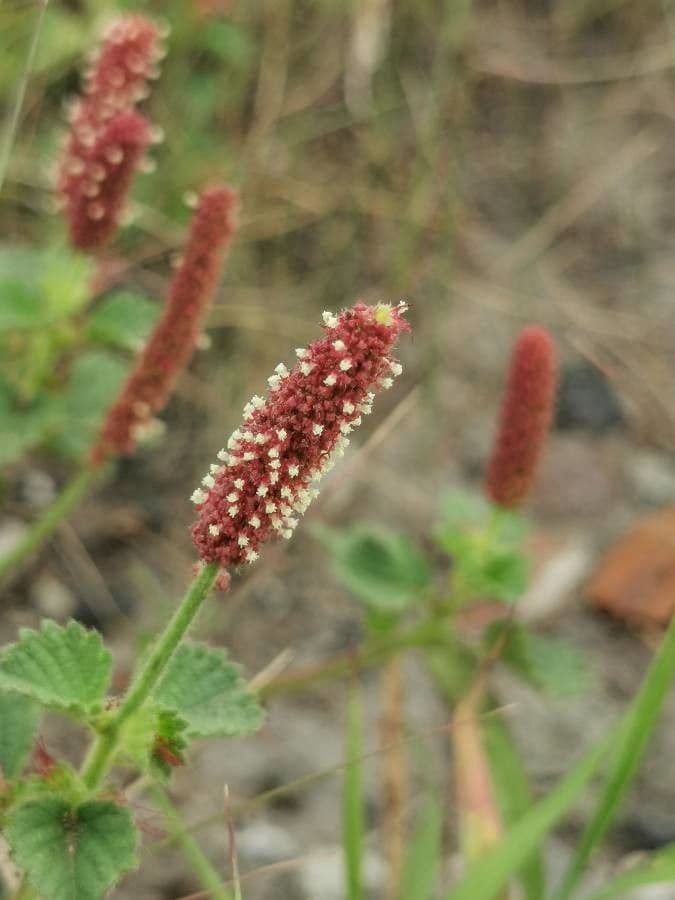 Acalypha monostachya 6