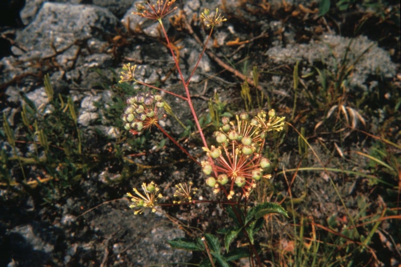 Aralia 9