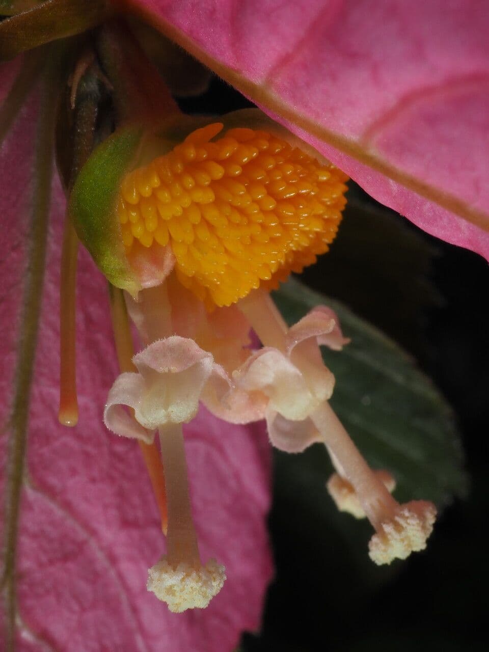 Dalechampia 4
