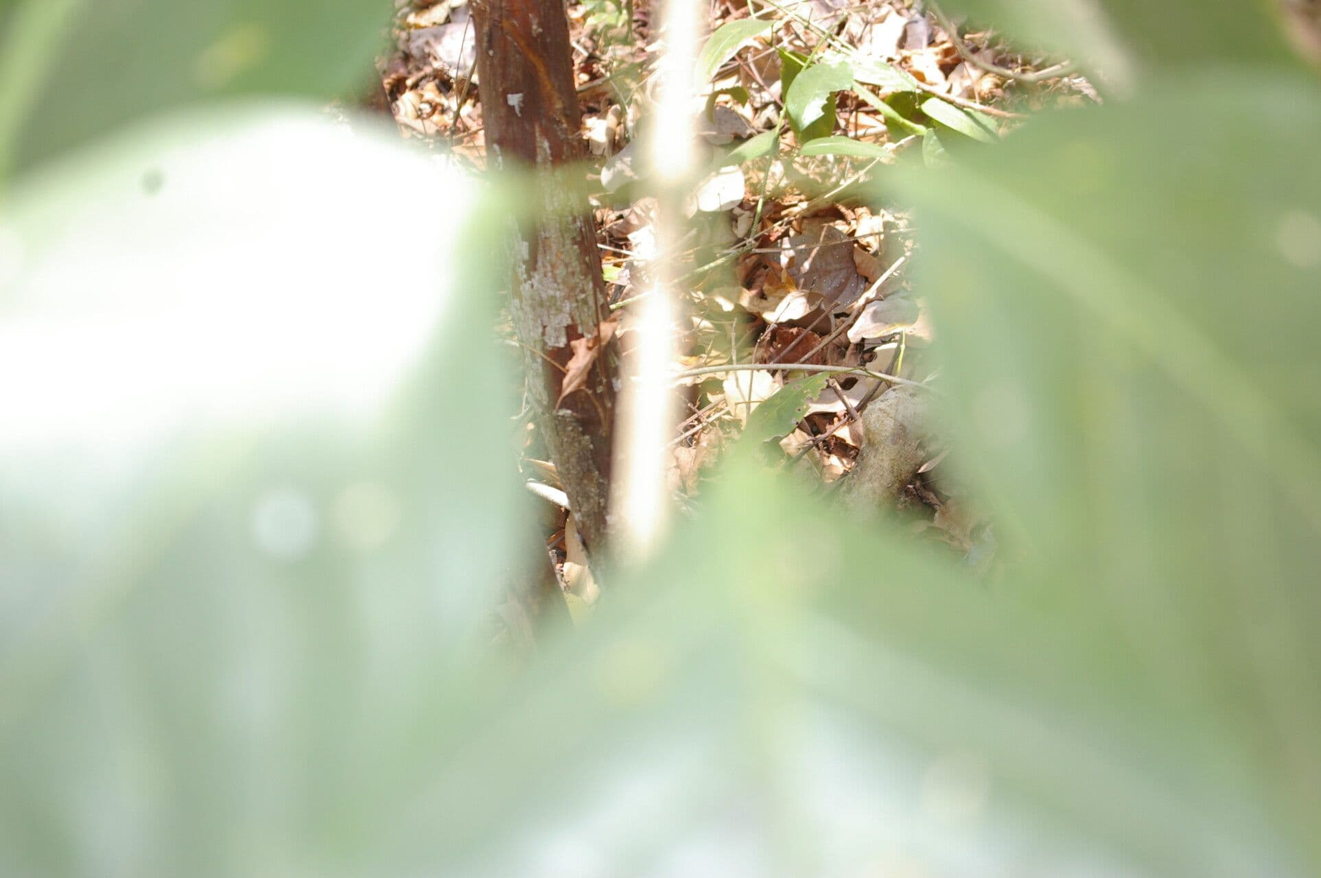 Adenocalymma inundatum 7