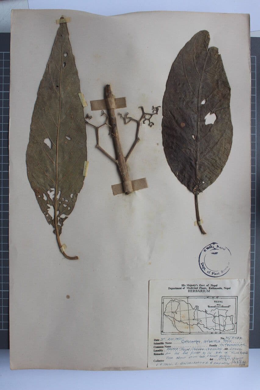 Callicarpa