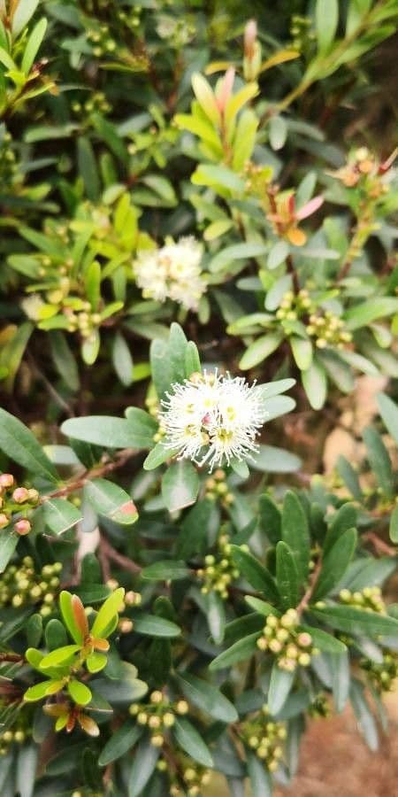 Syzygium buxifolium 2