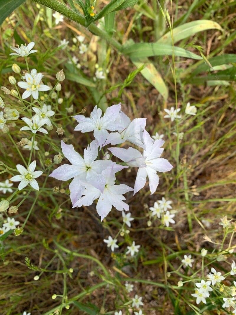 Leucocoryne 3