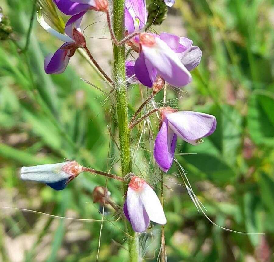 Desmodium